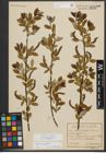 Foto von Salix triandra subsp. amygdalina (L.) Schübl. & G. Martens